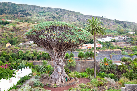 Millennial Drago tree at Icod de los Vinos, Tenerife Island , Spainの写真素材