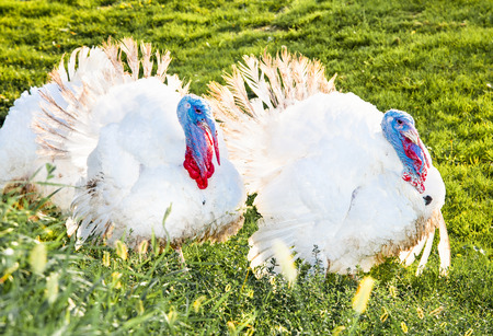 White turkeys on a green meadow in Novi Sad, Serbia.の写真素材