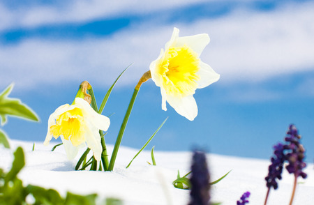 First spring Daffodil  flowers with snow against blue sky. Season concept.の写真素材