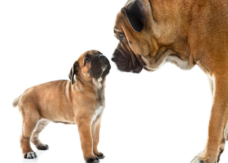 Mother and puppy Cane Corso Italiano  together , isolated on white.の写真素材