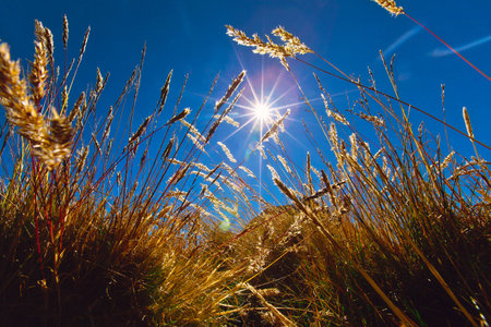 ICHU FRONT OF THE SUN. The Ichu is a pasture of the South American plateau, it is the natural food of the Andean animals.の写真素材