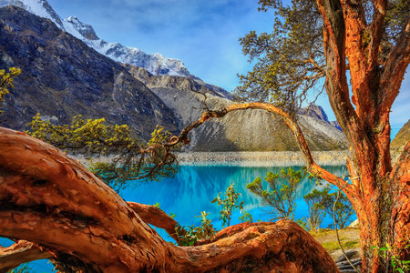 The ParÃ ³ n lagoon is located in the province of Huaylas in the department of Ancash, Peru. On its shore grows the Quinual, a tree that grows only above 3500 meters above sea level.の写真素材