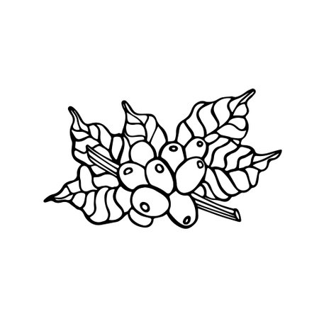 Isolated hand drawn black and white illustration of coffee branch with beans. Icon and sign for cafe or productsのイラスト素材