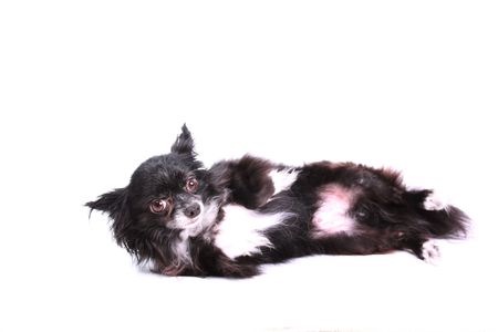 black and white long haired chihuahua against white backgroundの写真素材