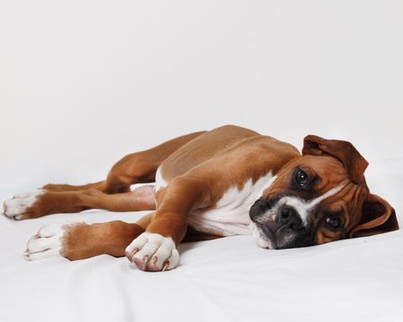 male boxer puppyの写真素材