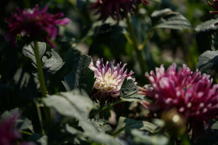 Light Purple Flower of Dahlia in Full Bloomの写真素材