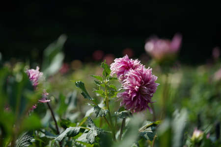 Variegated, White and Light Purple Flower of Dahlia in Full Bloomの写真素材