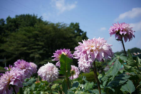 Faint Pink Flower of Dahlia in Full Bloom