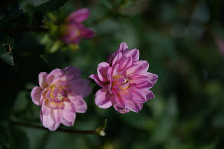 Light Pink Flower of Dahlia in Full Bloomの写真素材