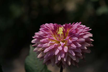 Light Pink Flower of Dahlia in Full Bloomの写真素材