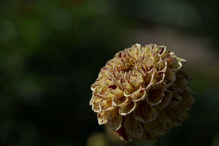 Variegated, Light Cream and Purple Flower of Dahlia in Full Bloomの写真素材