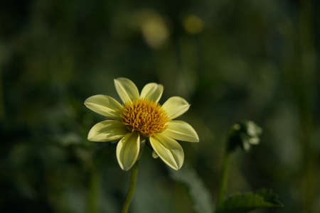 Light Yellow Flower of Dahlia in Full Bloomの写真素材