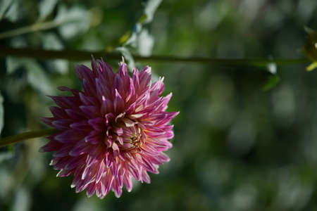 Light Pink Flower of Dahlia in Full Bloomの写真素材