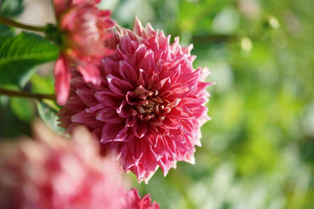 Light Pink Flower of Dahlia in Full Bloomの写真素材