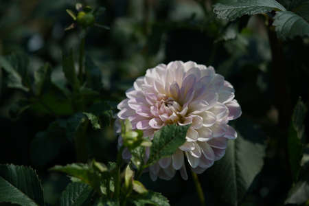 Light Pink Flower of Dahlia in Full Bloomの写真素材