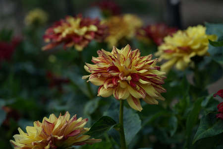 Yellow and Purple Flower of Dahlia in Full Bloomの写真素材