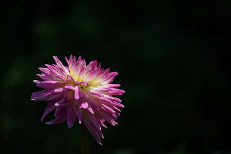 Light Pink Flower of Dahlia in Full Bloomの写真素材