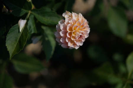 Light Pink Flower of Dahlia in Full Bloomの写真素材