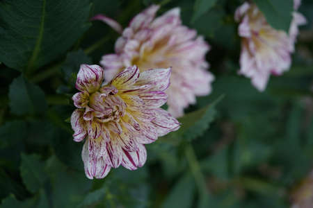 Variegated, White and Light Purple Flower of Dahlia in Full Bloomの写真素材
