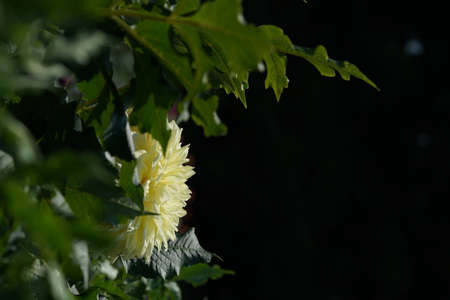 Light Cream Flower of Dahlia in Full Bloomの写真素材