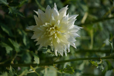 Faint Cream Flower of Dahlia in Full Bloomの写真素材