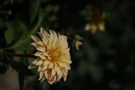Light Cream Flower of Dahlia in Full Bloomの写真素材