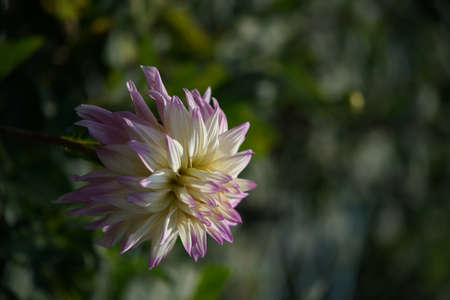 White and Faint Purple Flower of Dahlia in Full Bloomの写真素材