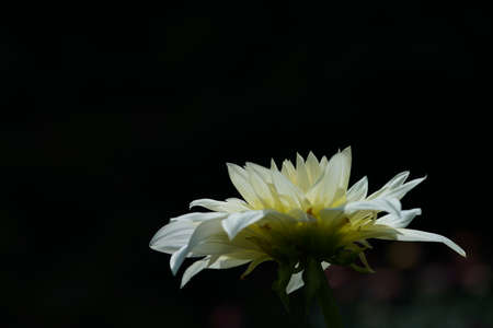 Light Cream Flower of Dahlia in Full Bloomの写真素材