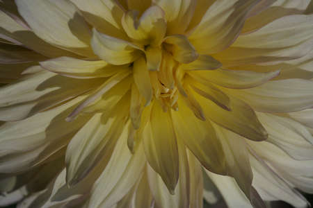 Light Cream Flower of Dahlia in Full Bloomの写真素材