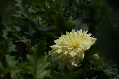 Light Cream Flower of Dahlia in Full Bloomの写真素材