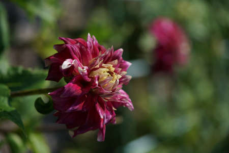 Yellow and Purple Flower of Dahlia in Full Bloomの写真素材