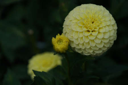 Light Cream Flower of Dahlia in Full Bloomの写真素材