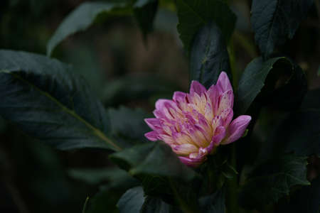 Light Pink Flower of Dahlia in Full Bloomの写真素材