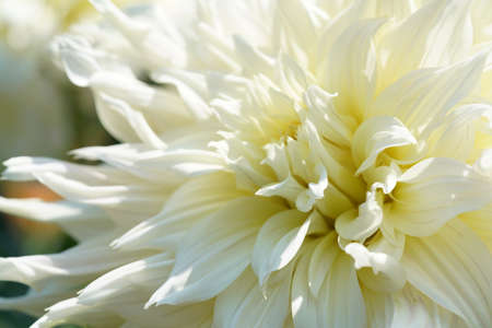 Light Cream Flower of Dahlia in Full Bloomの写真素材