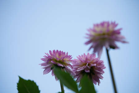 White and Faint Purple Flower of Dahlia in Full Bloomの写真素材