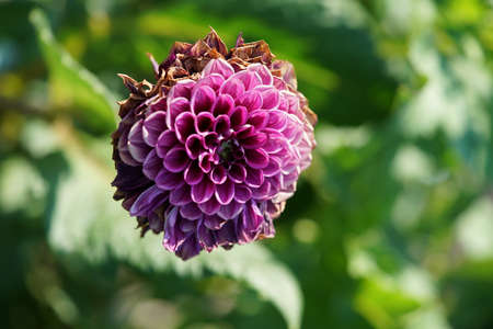 Light Pink Flower of Dahlia in Full Bloomの写真素材