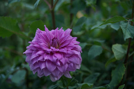 Light Pink Flower of Dahlia in Full Bloomの写真素材