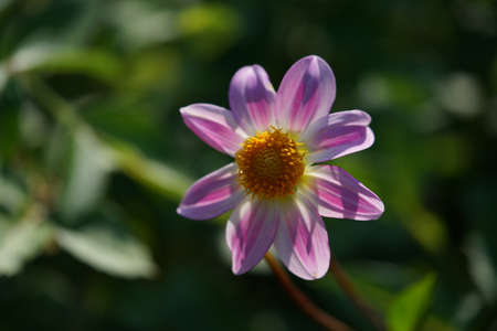 White and Faint Purple Flower of Dahlia in Full Bloomの写真素材