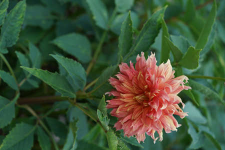 Light Orange Pink Flower of Dahlia in Full Bloomの写真素材