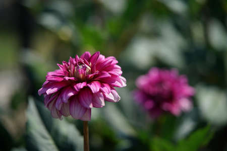 Light Pink Flower of Dahlia in Full Bloomの写真素材
