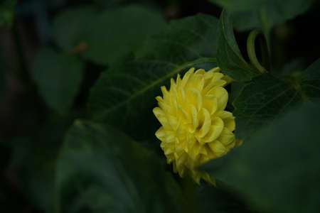 Light Cream Flower of Dahlia in Full Bloom