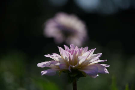 White and Faint Purple Flower of Dahlia in Full Bloomの写真素材