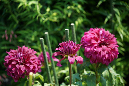 Light Pink Flower of Dahlia in Full Bloomの写真素材