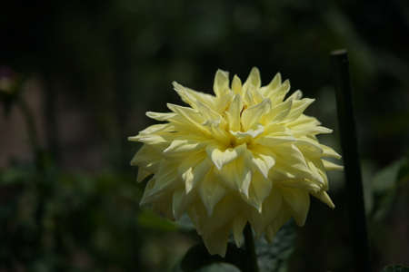 Light Cream Flower of Dahlia in Full Bloomの写真素材