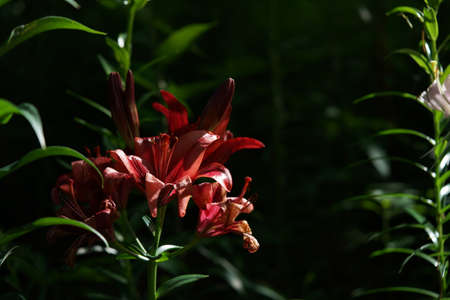 Purple Flower of Thunberg Lily in Full Bloomの写真素材
