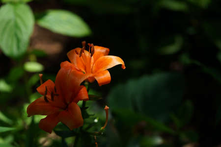 Light Orange Thunberg Lily in Full Bloomの写真素材
