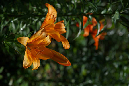 Light Orange Thunberg Lily in Full Bloomの写真素材