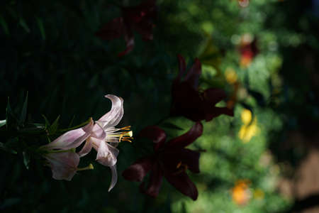 White and Faint Pink Flower of Thunberg Lily in Full Bloomの写真素材