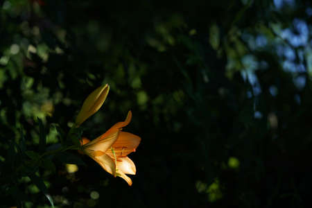 Light Yellow Flower of Thunberg Lily in Full Bloomの写真素材