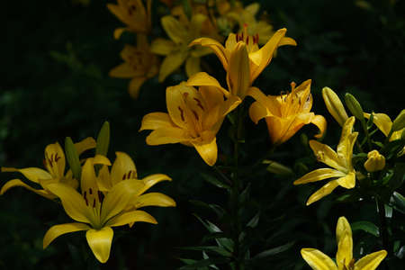 Light Yellow Thunberg Lily in Full Bloomの写真素材